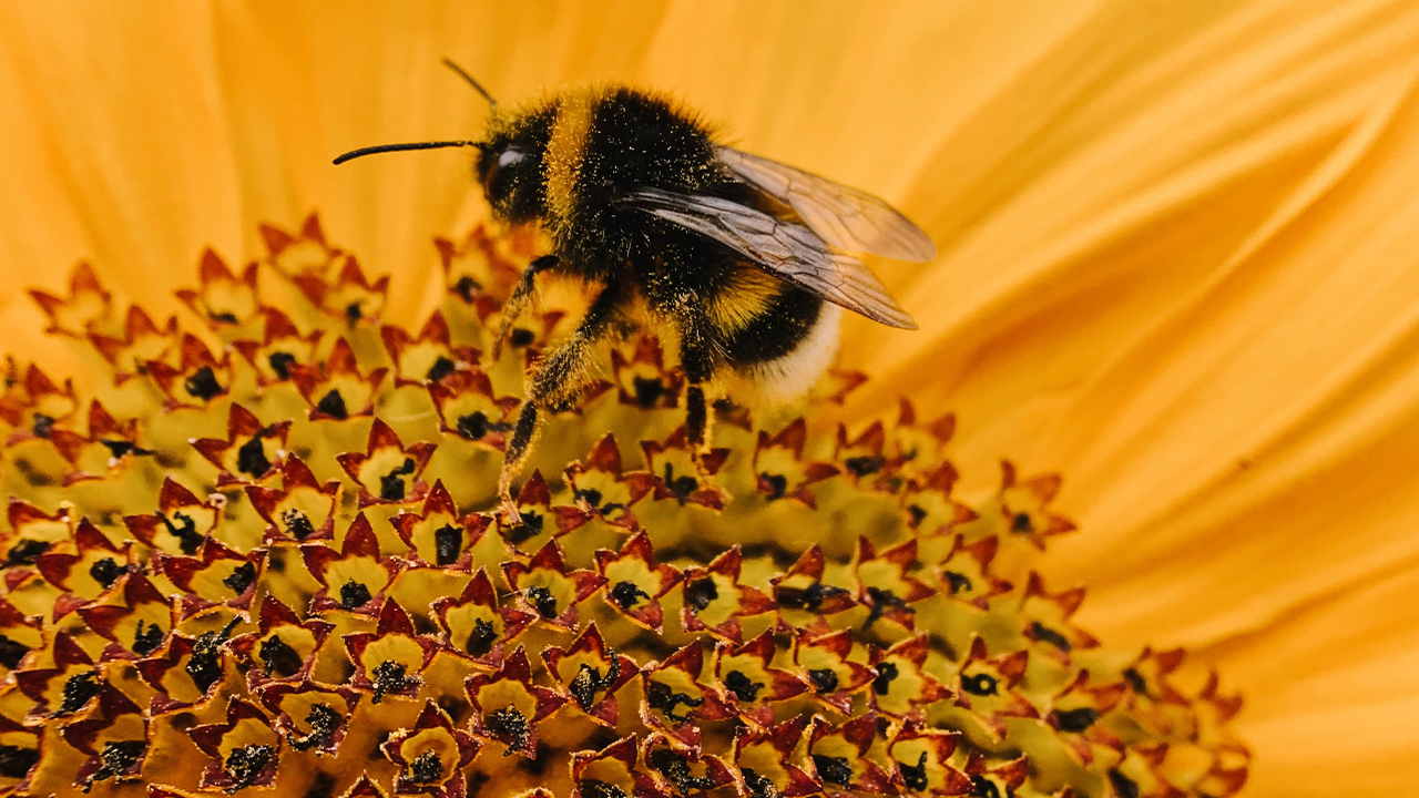 The Brilliance of Bees
