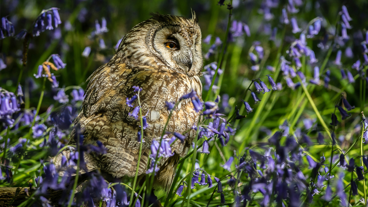Photograph of an owl sitting on the forest floor, surrounded by bluebells