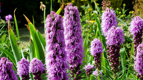 5 Garden Bulbs to Plant in February