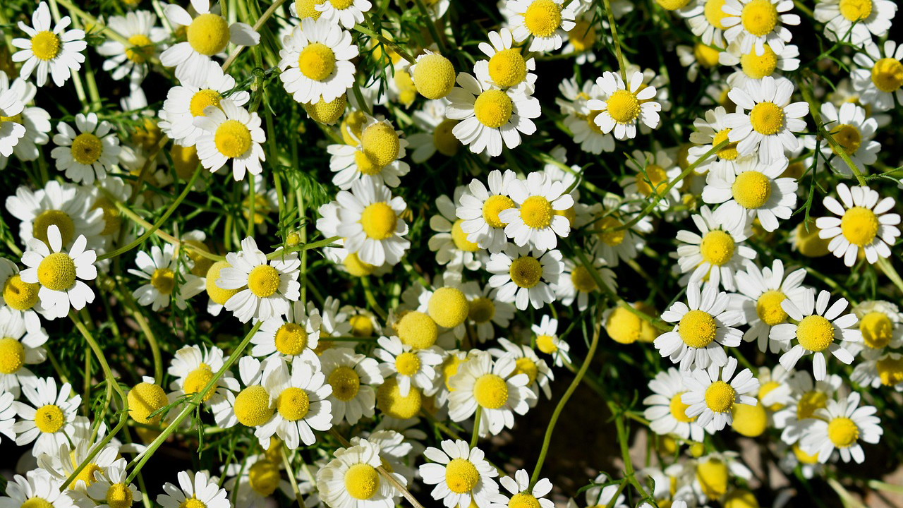 The Benefits of Chamomile for Hair