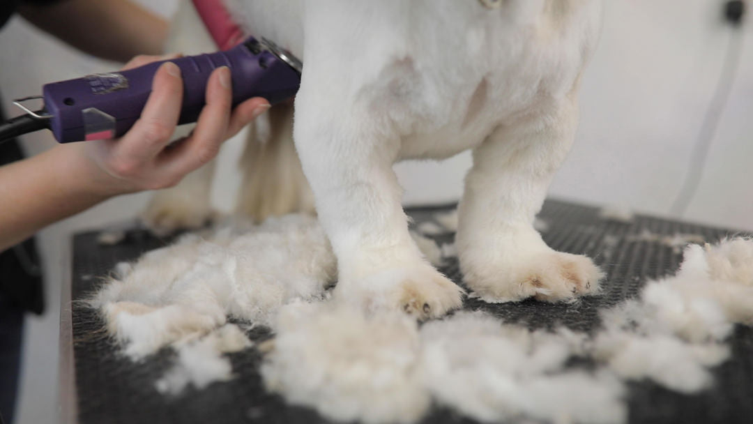 Indie Spotlight: Canine Groom School (and why they love Faith In Nature)