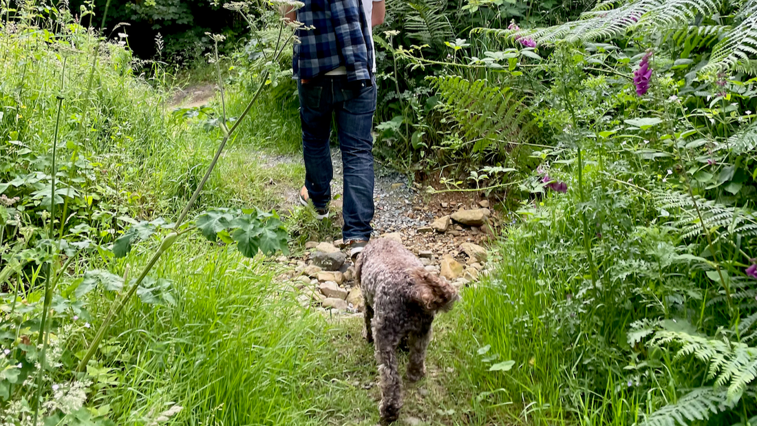Walking the dog in nature