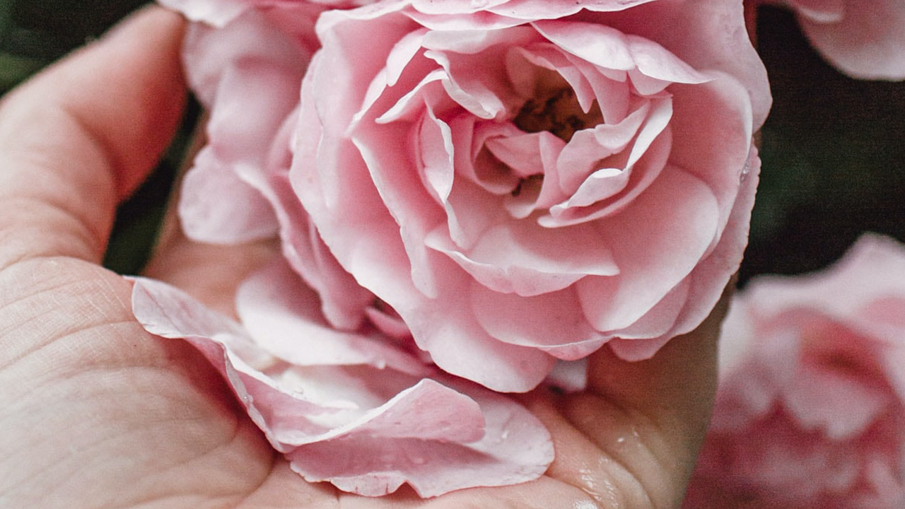 What Are the Benefits of Rose Oil?