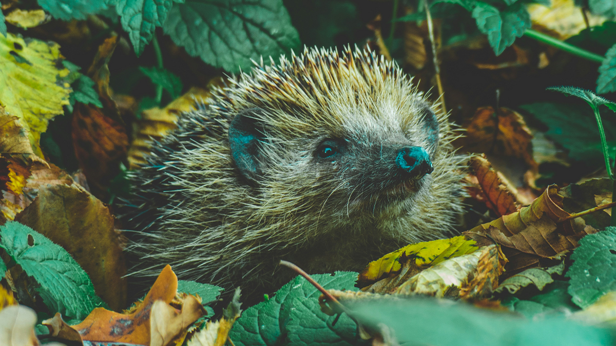 Hedgehog emerging from leaves