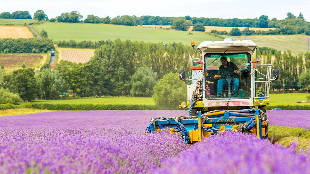 The benefits of lavender