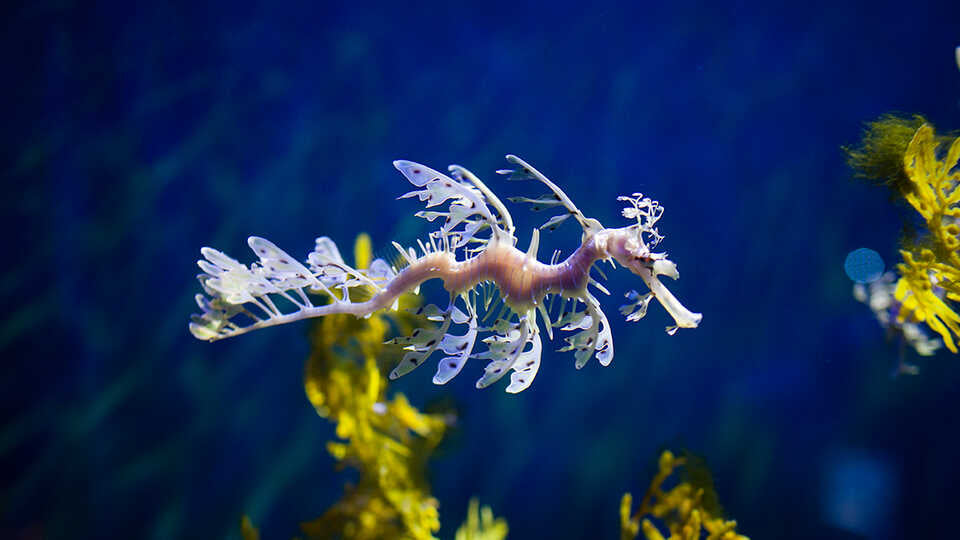 Our Weirdly Wonderful Oceans
