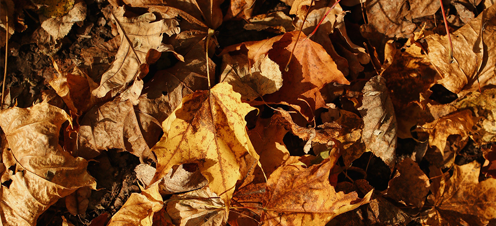 Autumn Skincare Tips