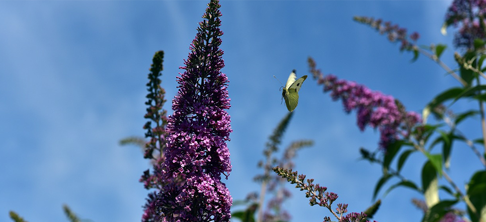 Nature Deficit Disorder
