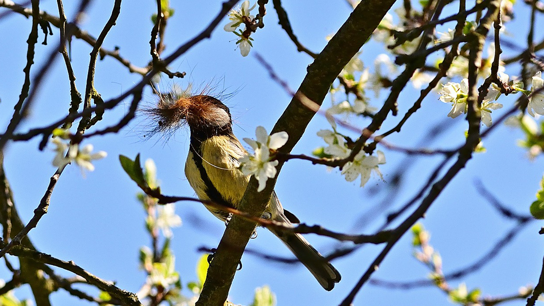 The Incredible Art of Nest-Building