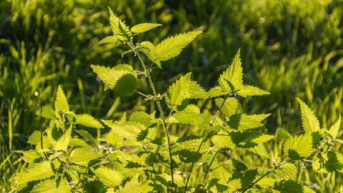 The benefits of stinging nettle for hair