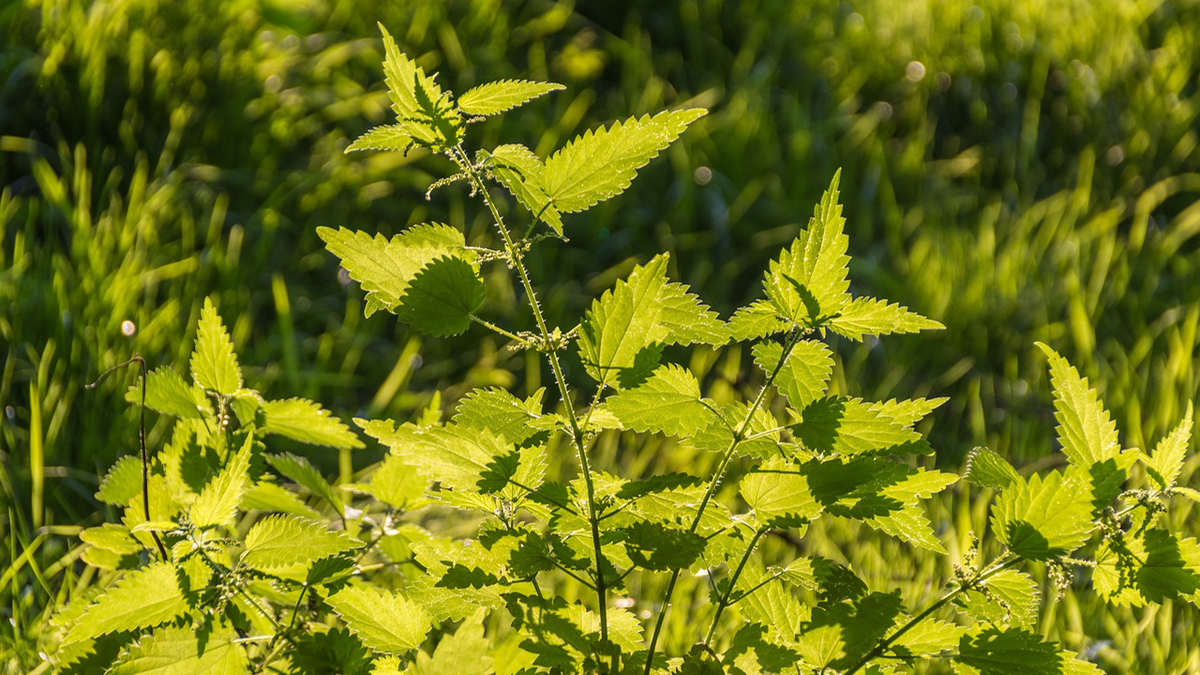 The benefits of stinging nettle for hair