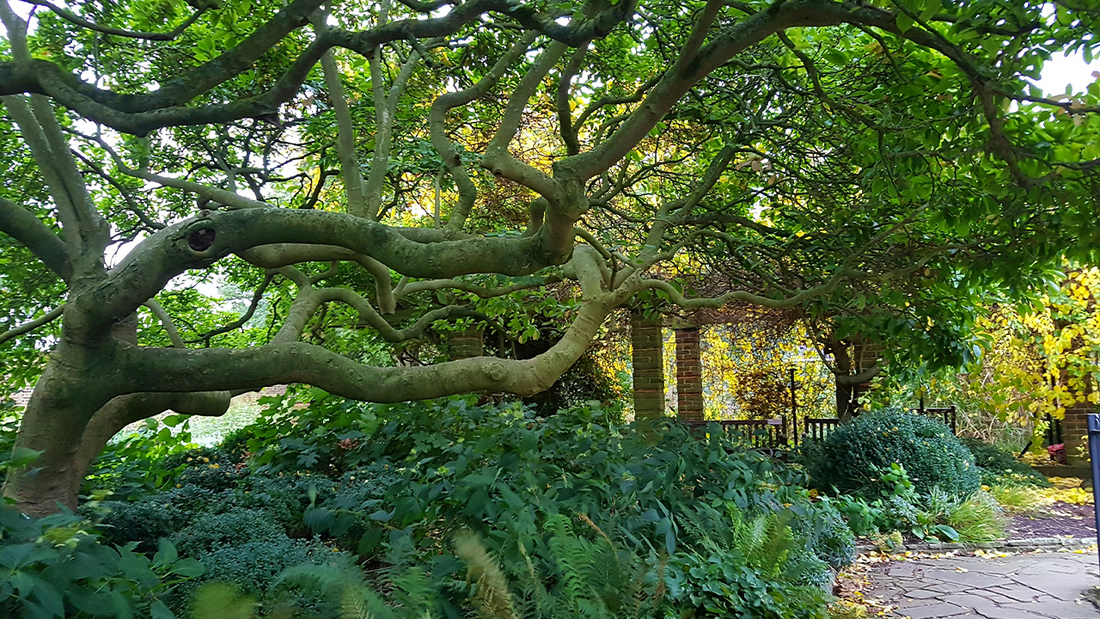 Connect With Nature in Your Local Park