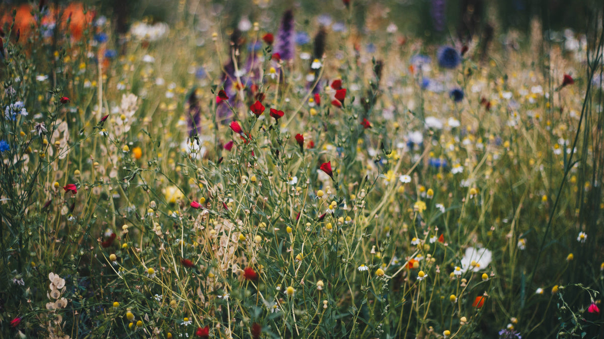 Wild flowers
