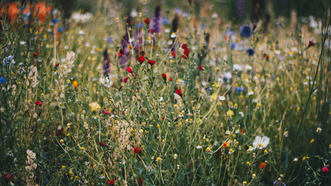 Wild flowers
