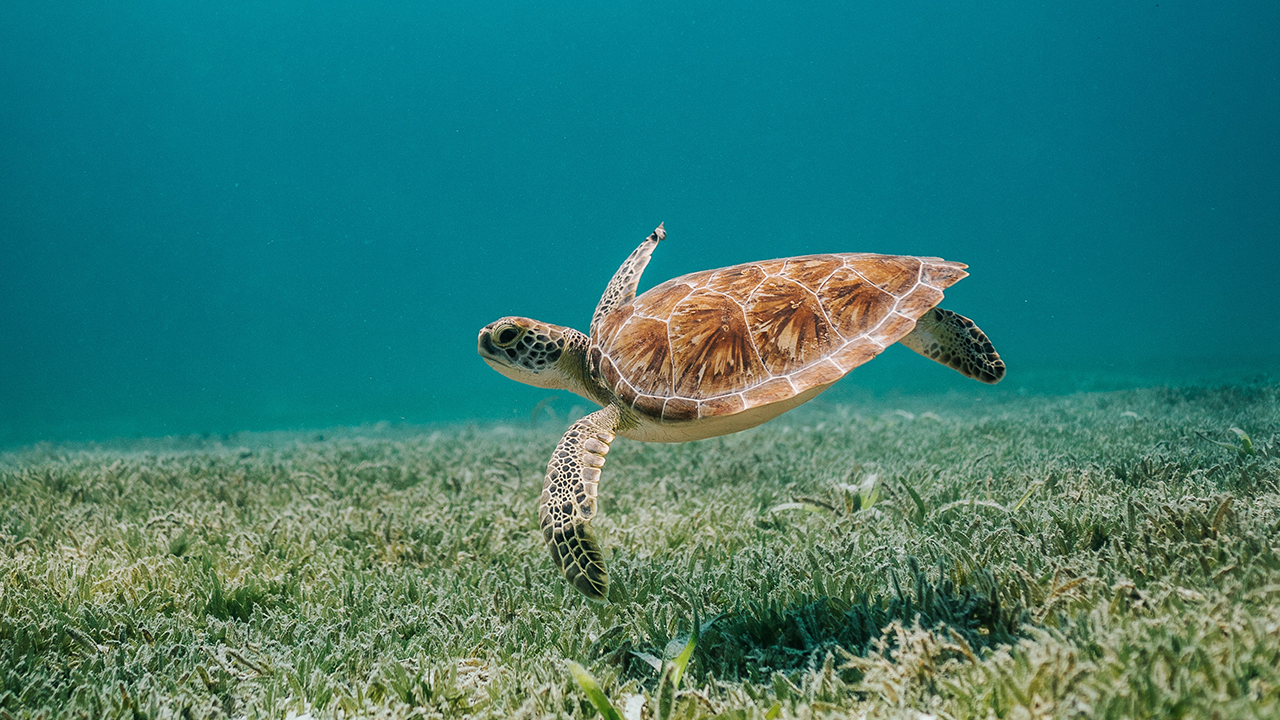 Plastic-Free Holiday Essentials