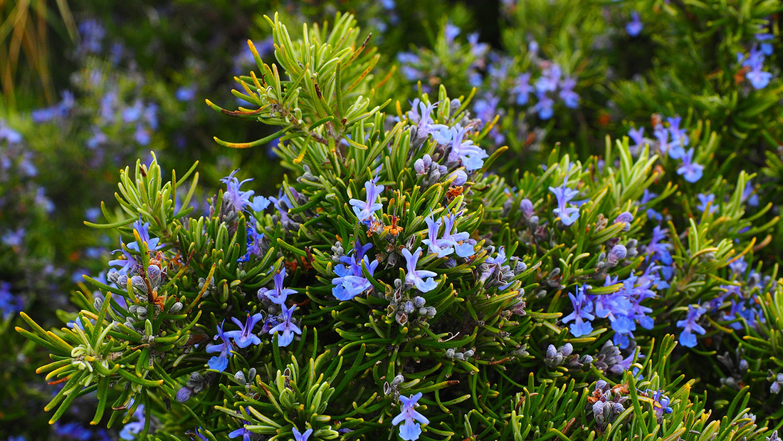The Benefits of Rosemary Oil for Hair