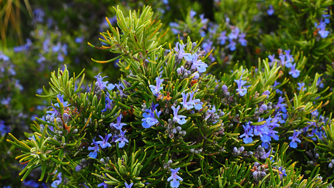 The Benefits of Rosemary Oil for Hair