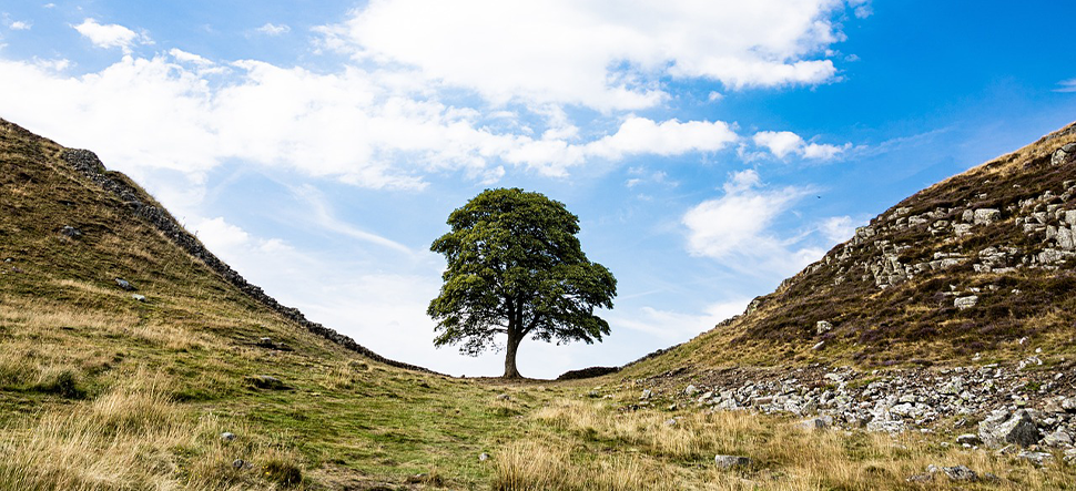 The Legacy of the Sycamore Gap