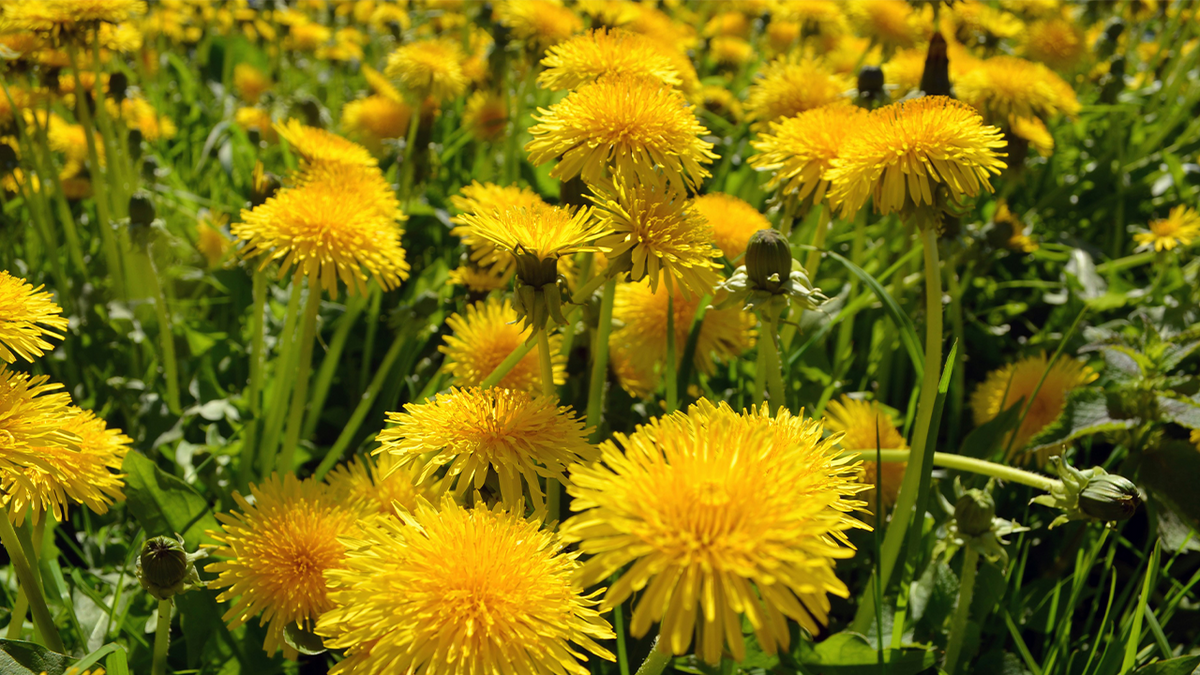 The Wonder of Weeds: Nature's Unsung Heroes